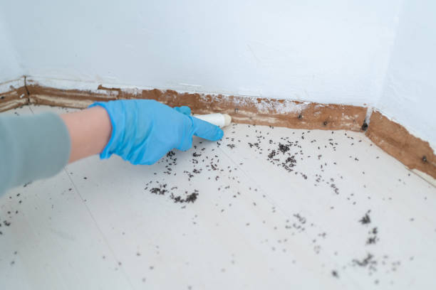 Professional Pest Control in Winters, CA